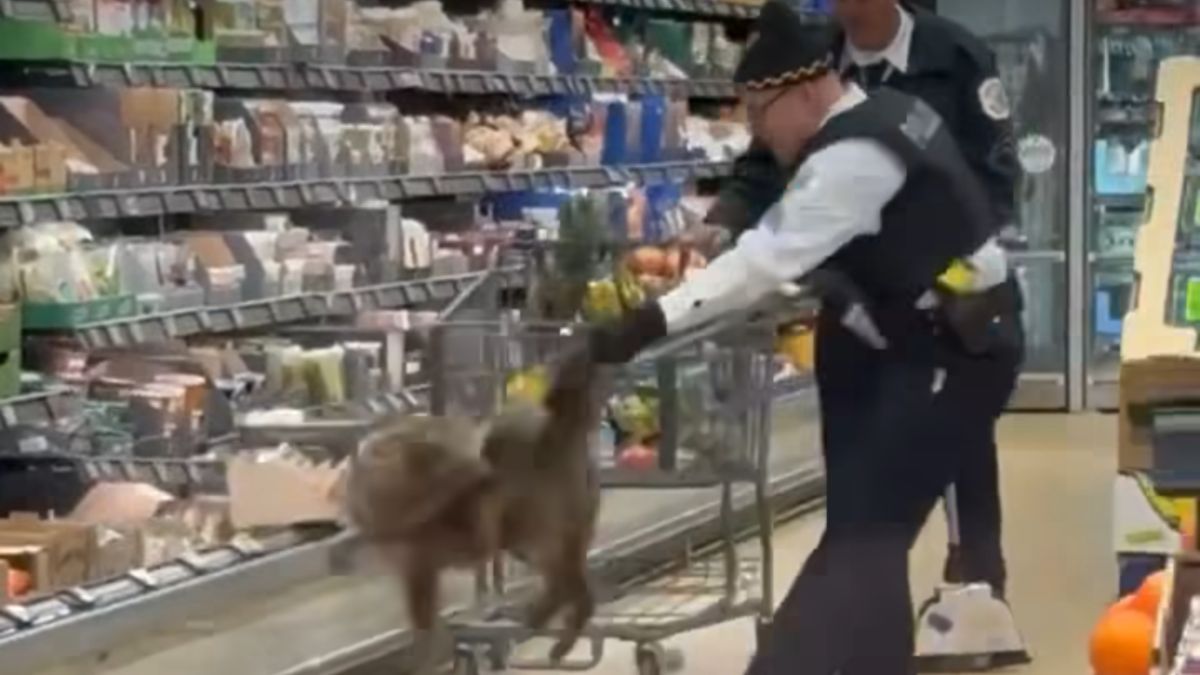 Coyote being apprehended at an Aldi store in Humboldt Park in Chicago